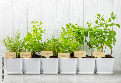 Fototapeta Naklejka Na Ścianę i Meble -  Assorted fresh herbs growing in pots against a white wall.Close-up. Green basil, mint. oregano, thyme and rosemary. Mixed fresh aromatic herbs in pots.Set of culinary herbs.Copy space.Gardening concep