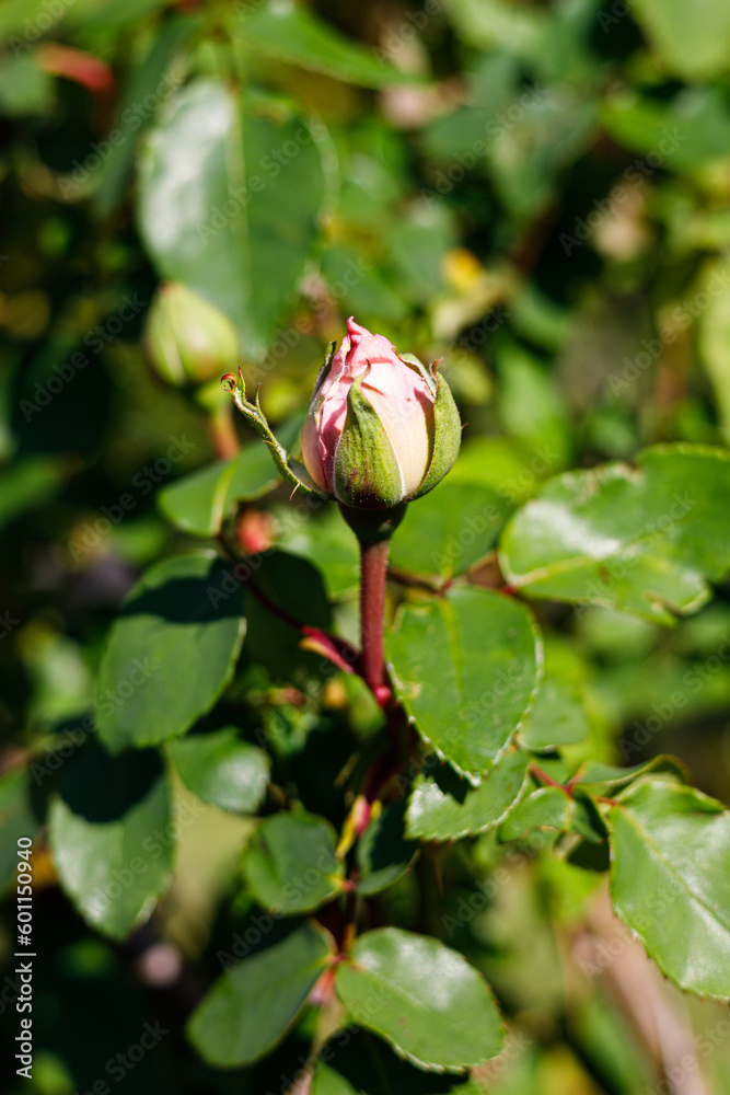 Macro photography of a rose Macro photography of a rose