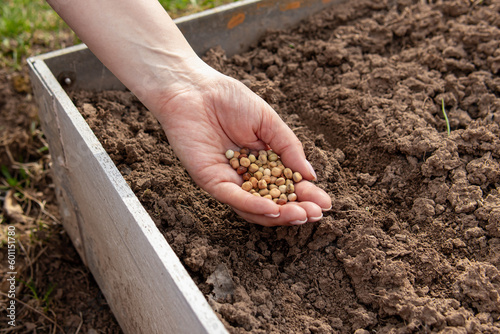 Woman or man holds pea seeds. Natural. Planting peas in the beds. Spring work in the garden concept