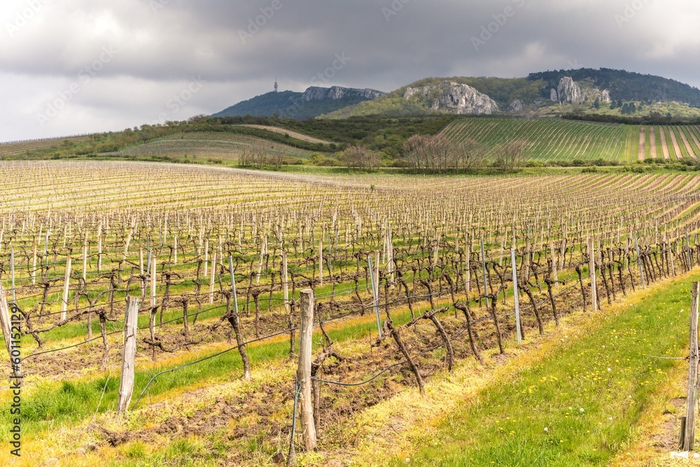 Naklejka premium Rows of vineyards on a spring evening. Spring scenic landscape of South Moravia in Czech Republic. Vineyard under the hill of Palava.