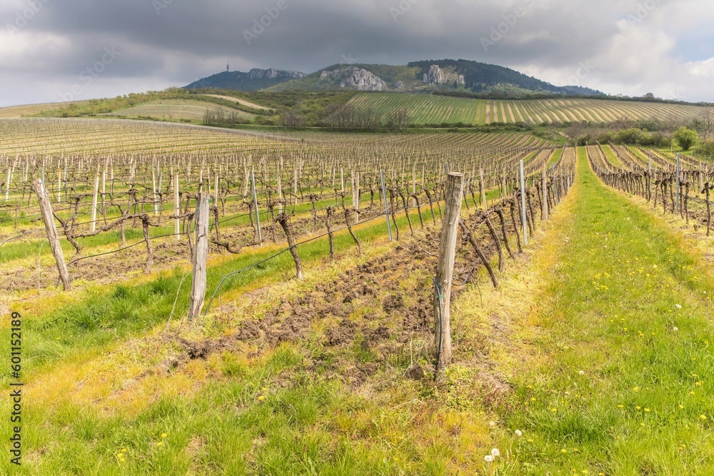 Fototapeta premium Rows of vineyards on a spring evening. Spring scenic landscape of South Moravia in Czech Republic. Vineyard under the hill of Palava.