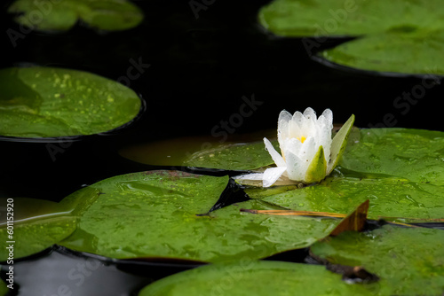 White water lily in pond 