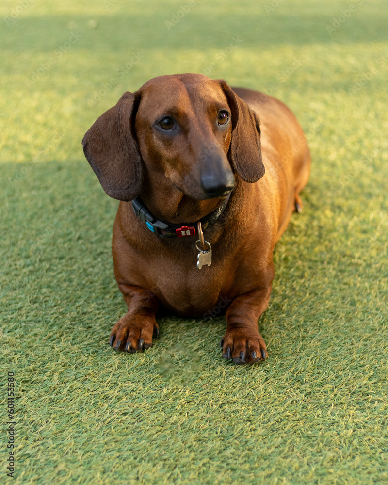 Fat Dachshund dog brown color on green background under natural light