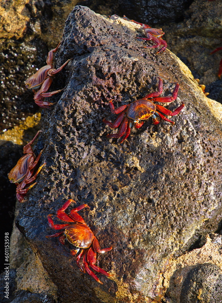 Crabs on a rock in Puerto Ayora on Santa Cruz island of Galapagos islands, Ecuador, South America
Crabs on a rock in Puerto Ayora on Santa Cruz island of Galapagos islands, Ecuador, South America