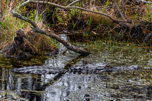 American Alligator floating in swamp