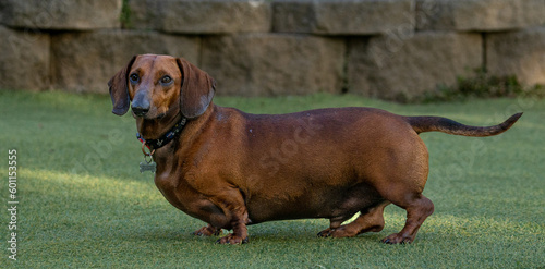 Fat Dachshund dog brown color on green background under natural light