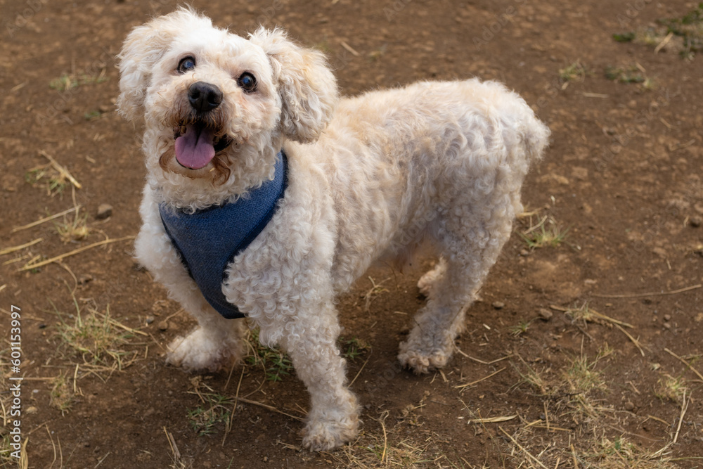 Small white poodle dog in Costa Rica