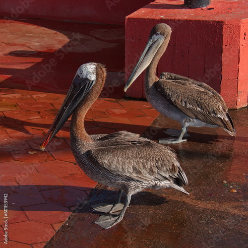 Pelicans waiting for fish on the fish market in Puerto Ayora on Santa Cruz island of Galapagos islands, Ecuador, South America 
