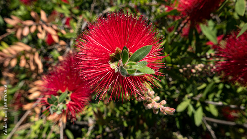 macro di bellissimo e vivido callistemon fiorito a maggio