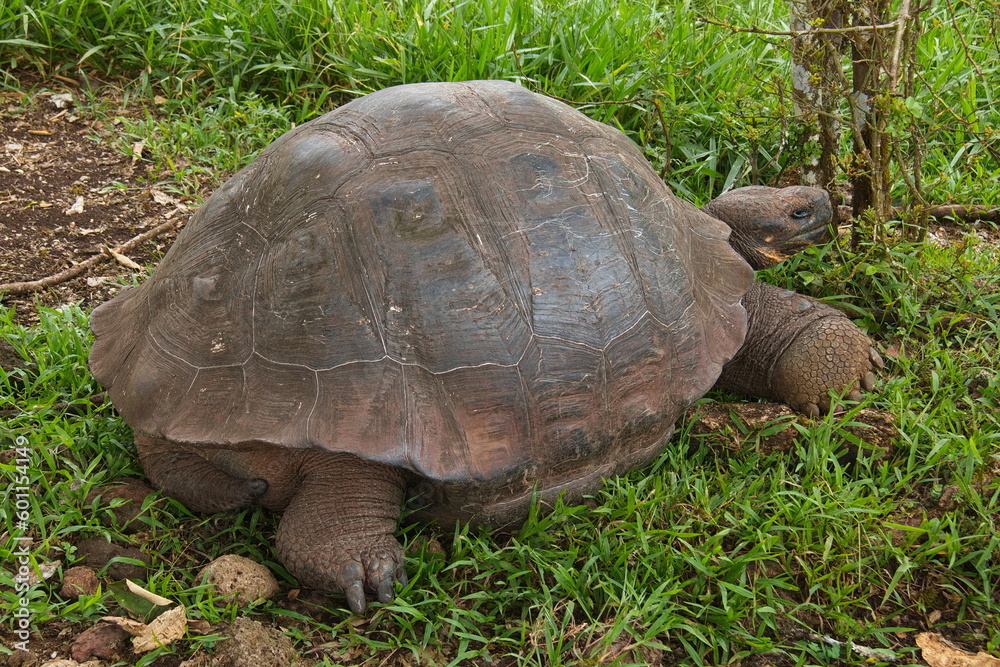 Obraz premium Galapagos tortoise at Santa Rosa on Santa Cruz island of Galapagos islands, Ecuador, South America 