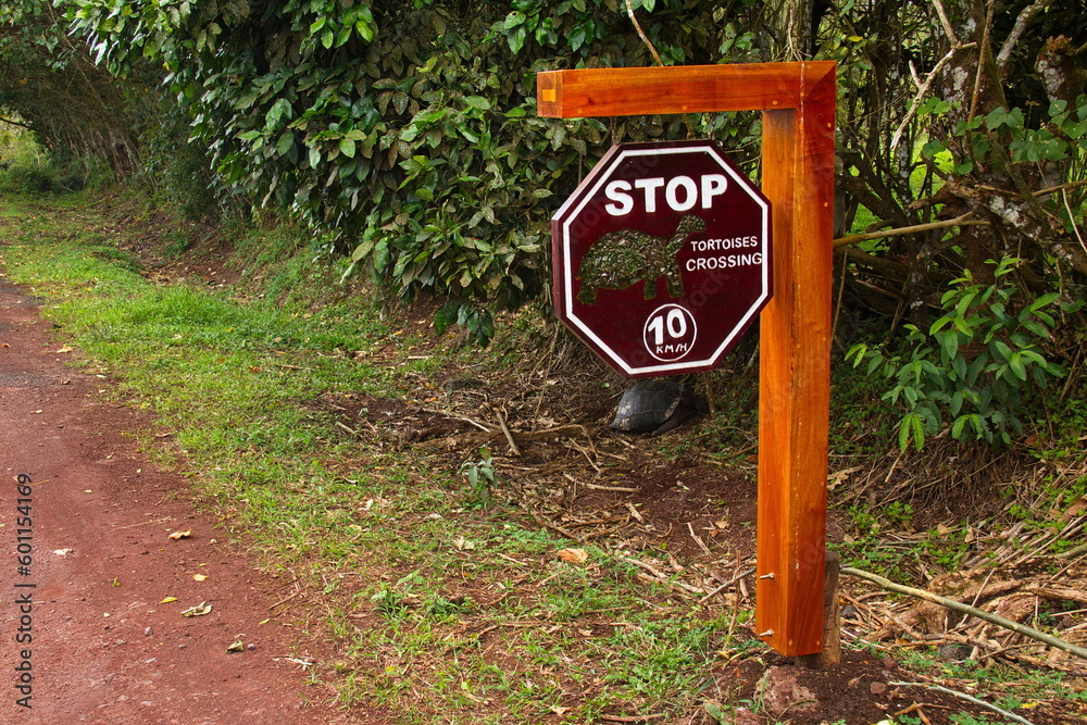 Warning of crossing tortoises at Santa Rosa on Santa Cruz island of Galapagos islands, Ecuador, South America
Warning of crossing tortoises at Santa Rosa on Santa Cruz island of Galapagos islands, Ecuador, South America