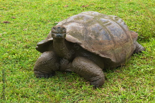Galapagos tortoise at Santa Rosa on Santa Cruz island of Galapagos islands, Ecuador, South America 