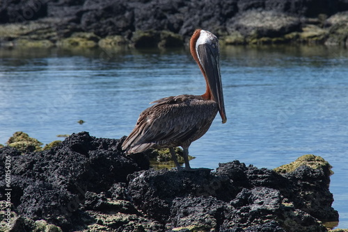 Brown pelican in Tortuga Bay at Puerto Ayora on Santa Cruz island of Galapagos islands, Ecuador, South America
 photo