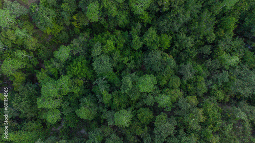 Photo Aerial view of tropical forest in Aceh province, Indonesia
