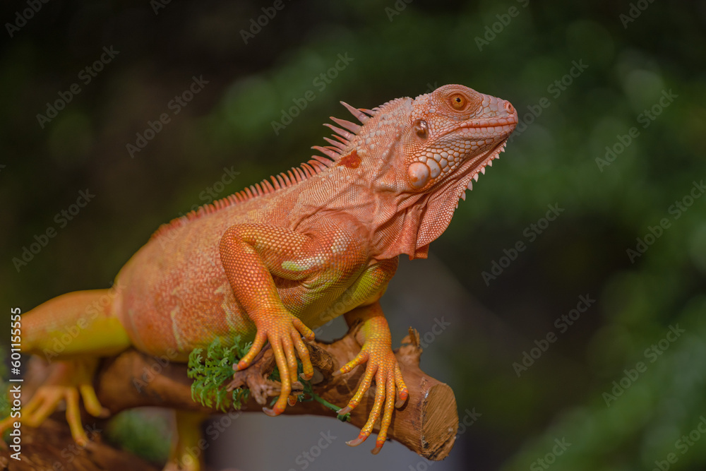 Fototapeta premium The iguana, also known as the American iguana, is a large, arboreal, mostly herbivorous lizard species of the genus Iguana. It's from Central America, South America, taken at close range. with blurry 