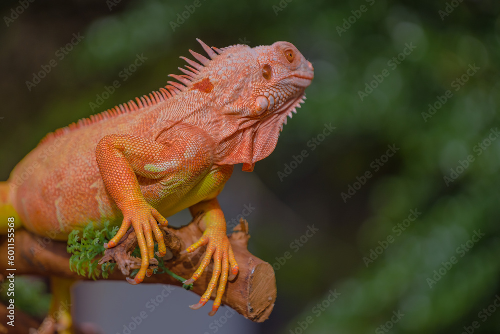 The iguana, also known as the American iguana, is a large, arboreal, mostly herbivorous lizard species of the genus Iguana. It's from Central America, South America, taken at close range. with blurry The iguana, also known as the American iguana, is a large, arboreal, mostly herbivorous lizard species of the genus Iguana. It's from Central America, South America, taken at close range. with blurry