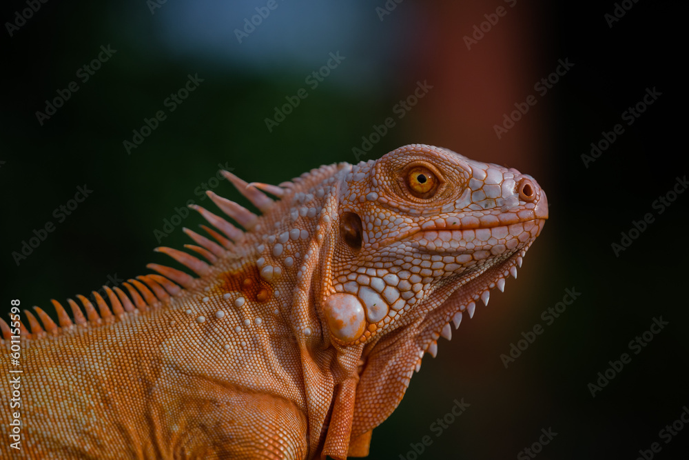 Naklejka premium The iguana, also known as the American iguana, is a large, arboreal, mostly herbivorous lizard species of the genus Iguana. It's from Central America, South America, taken at close range. with blurry 