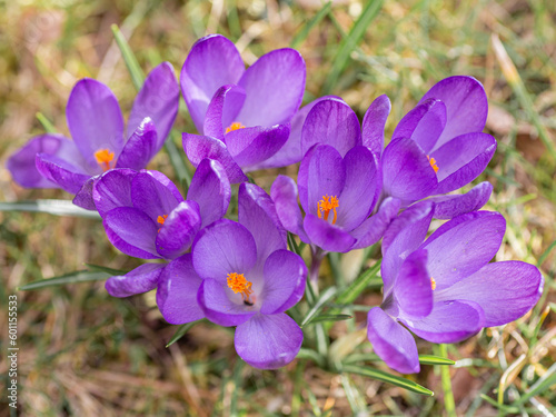 Blooming purple crocuses in the garden in the lawn illuminated by the spring sun