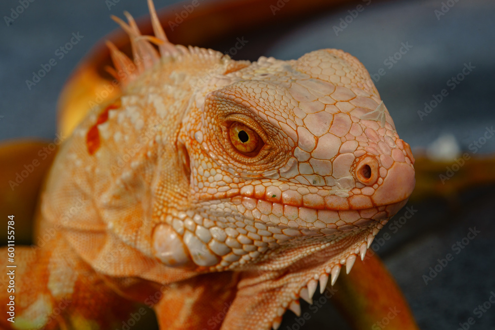 Fototapeta premium The iguana, also known as the American iguana, is a large, arboreal, mostly herbivorous lizard species of the genus Iguana. It's from Central America, South America, taken at close range. with blurry 