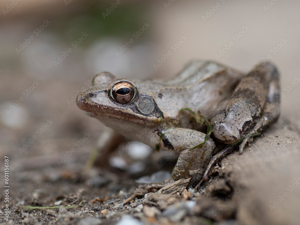 Frog - Rana dalmatina - in detail sits and waits on gravel, preparing to jump