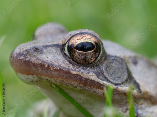 Frog - Rana dalmatina - eye in detail, green background