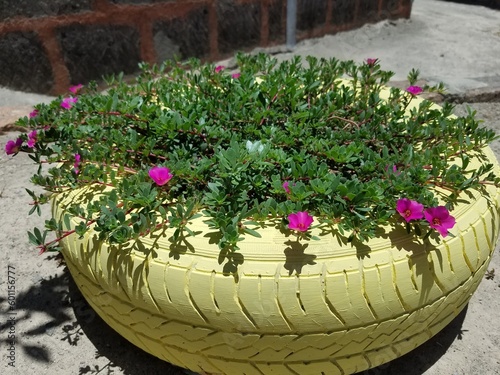 flowers in the garden