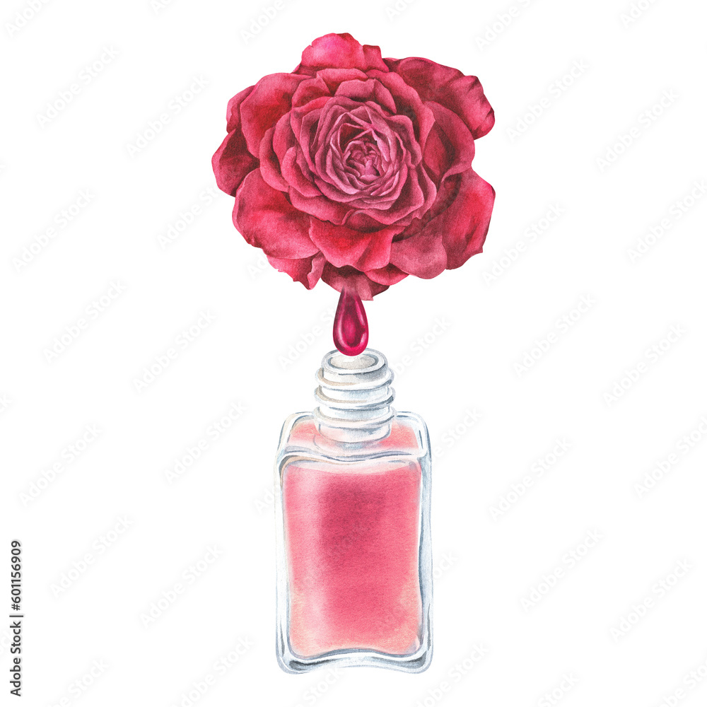 Watercolor illustration.A drop of pink nail polish drips from a rose petal into a bottle of nail polish.Hand drawn isolated clip art on white background.For manicure salons to create stickers,posters Watercolor illustration.A drop of pink nail polish drips from a rose petal into a bottle of nail polish.Hand drawn isolated clip art on white background.For manicure salons to create stickers,posters