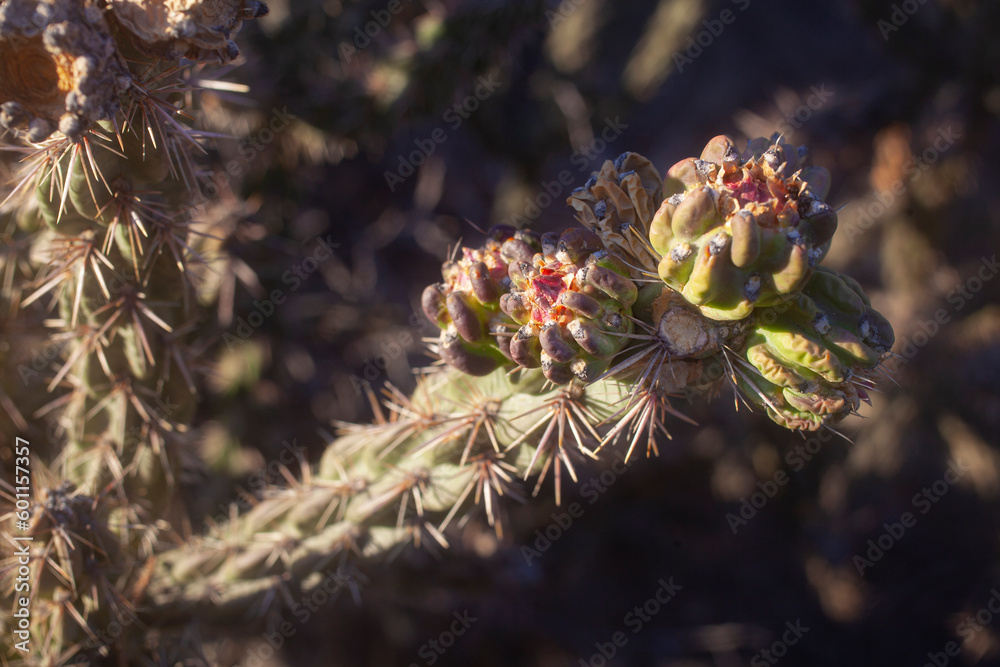 Fototapeta premium A close up of a cholla cacti plant in Santa Fe, New Mexico.