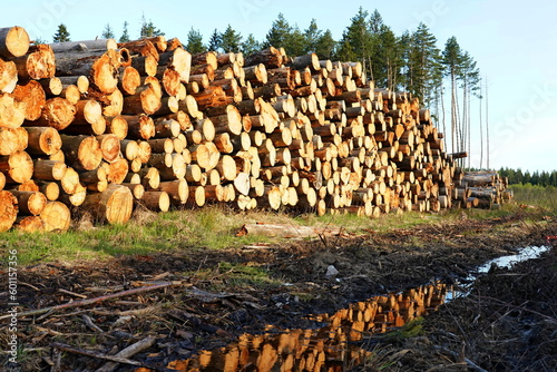 Sanitary felling of trees in the Moscow region