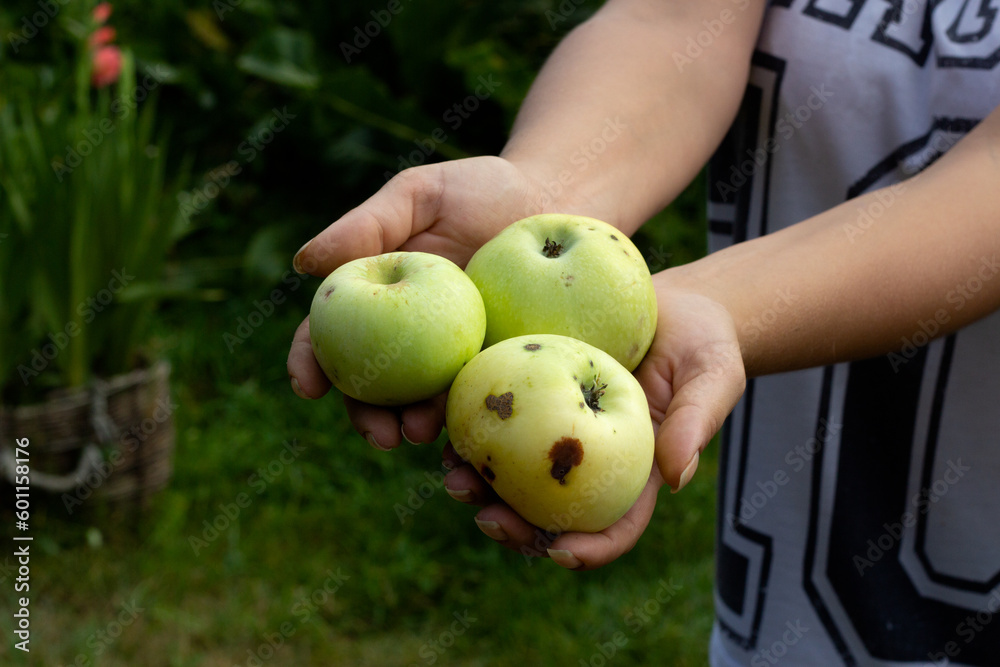 Obraz premium Green apples with scab palms of the female.