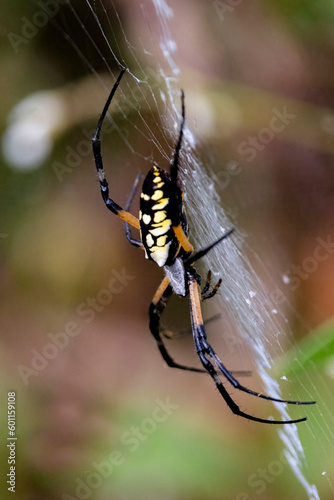 Yellow writing garden spider side profile