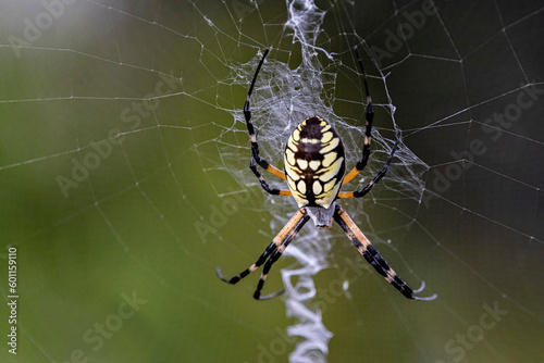 Yellow garden spider on a web
