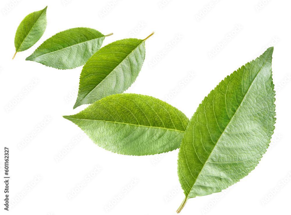 Fototapeta premium Flying leaves cut out
