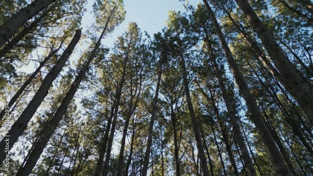 Revealing the pine forest in the mountains of southern Brazil. Revealing the pine forest in the mountains of southern Brazil.