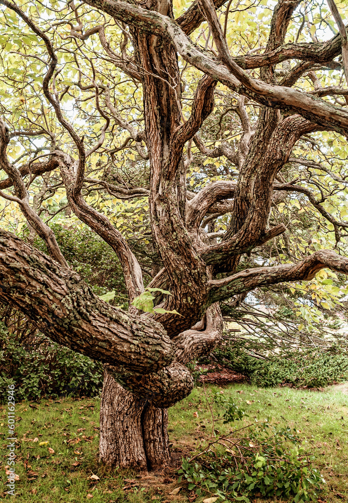 Obraz premium Weeping Katsura tree (Cercidiphyllum japonicum) sits in the middle of a lush green garden on a fall day