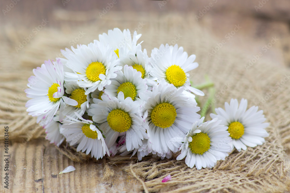 Obraz premium daisies on wooden background