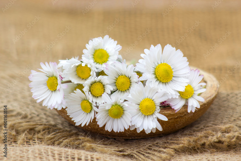 Obraz premium daisies on wooden background