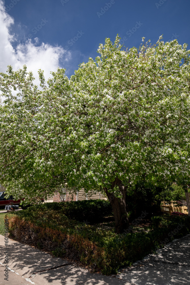 White blossoms on a crab apple tree behind hedges with blue sky