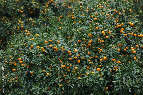 Orange orchard with numerous fruits
