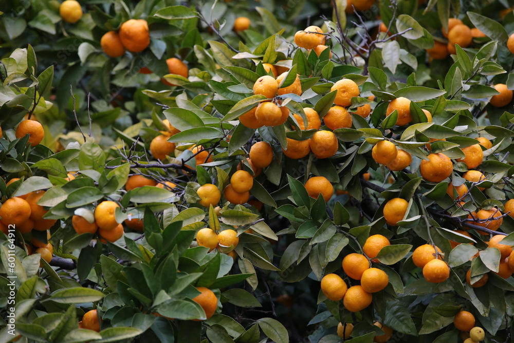 Orange tree with fruits in raindrops background image Orange tree with fruits in raindrops background image