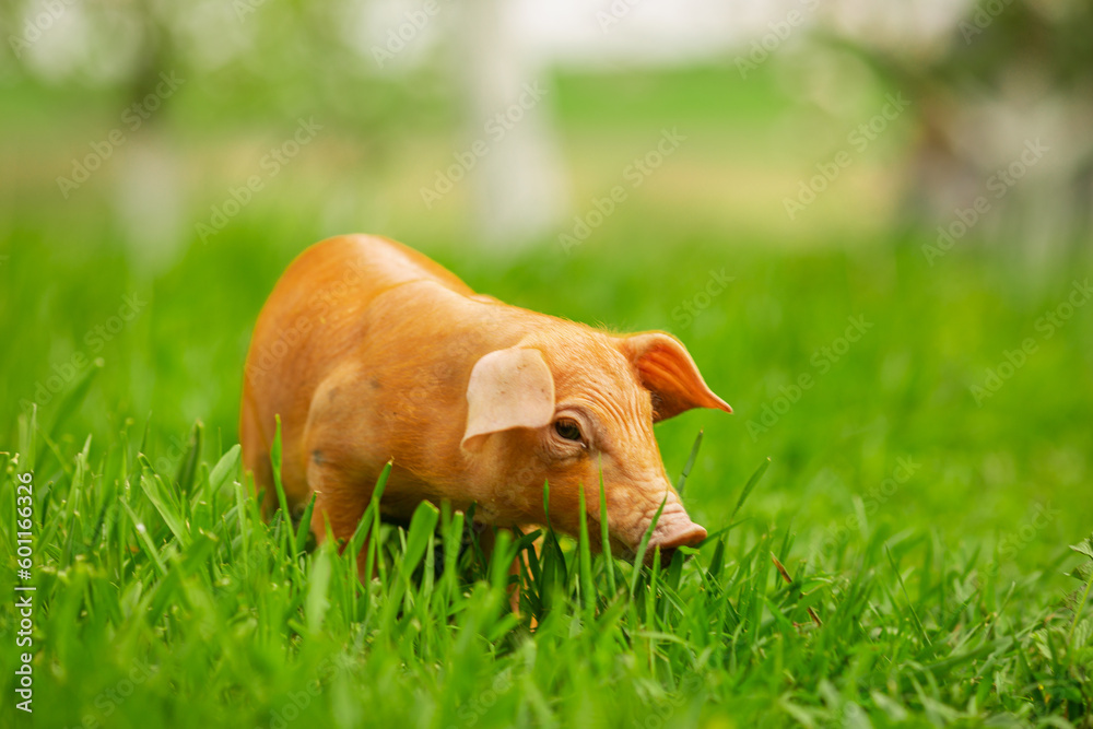 cutie and funny young pig is standing on the green grass. Happy piglet on the meadow, small piglet in the farm posing on camera on family farm. Regular day on the farm cutie and funny young pig is standing on the green grass. Happy piglet on the meadow, small piglet in the farm posing on camera on family farm. Regular day on the farm