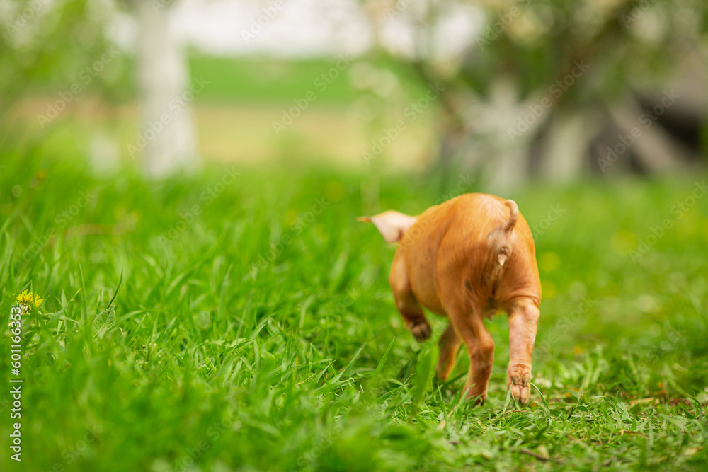 cutie and funny young pig is standing on the green grass. Happy piglet on the meadow, small piglet in the farm posing on camera on family farm. Regular day on the farm cutie and funny young pig is standing on the green grass. Happy piglet on the meadow, small piglet in the farm posing on camera on family farm. Regular day on the farm