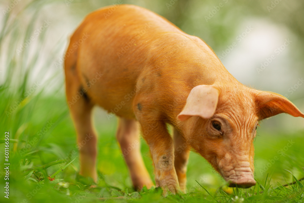 cutie and funny young pig is standing on the green grass. Happy piglet on the meadow, small piglet in the farm posing on camera on family farm. Regular day on the farm cutie and funny young pig is standing on the green grass. Happy piglet on the meadow, small piglet in the farm posing on camera on family farm. Regular day on the farm