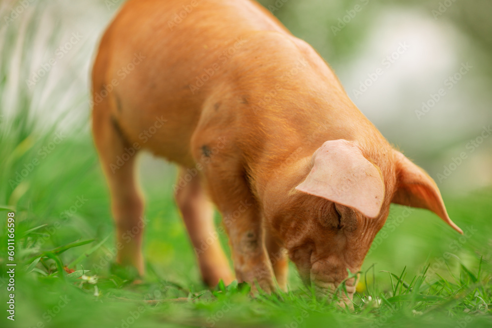 cutie and funny young pig is standing on the green grass. Happy piglet on the meadow, small piglet in the farm posing on camera on family farm. Regular day on the farm cutie and funny young pig is standing on the green grass. Happy piglet on the meadow, small piglet in the farm posing on camera on family farm. Regular day on the farm