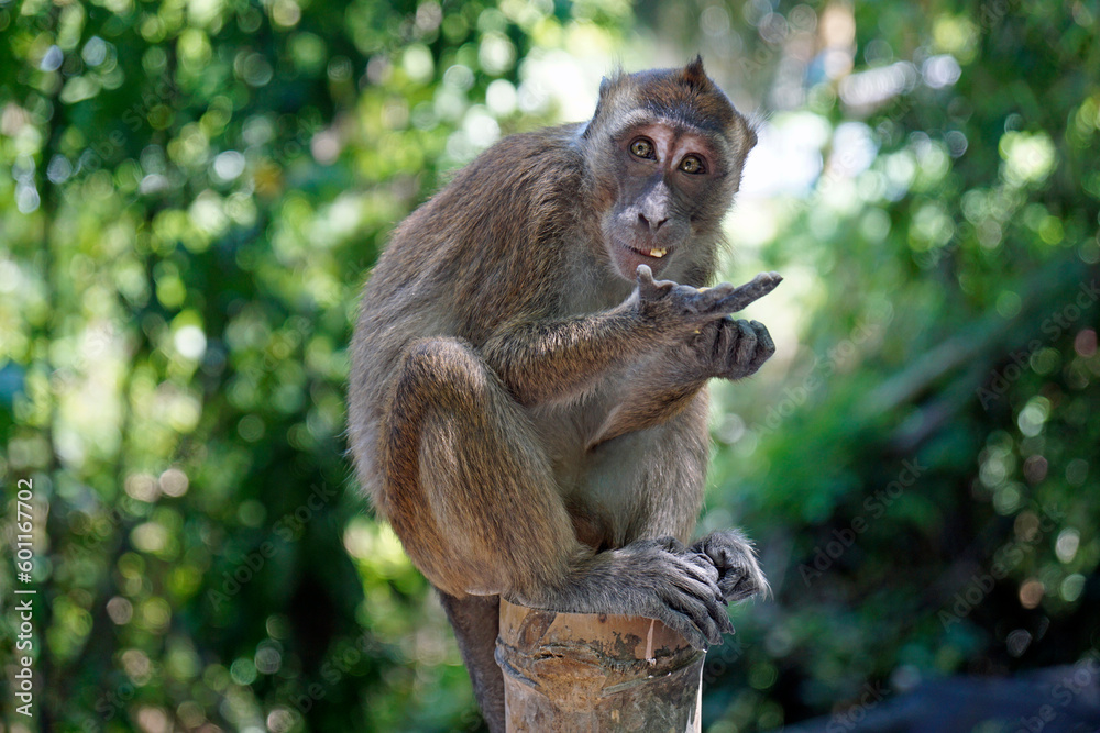 macaque monkey in oslob on cebu island macaque monkey in oslob on cebu island
