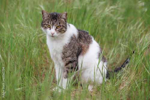 cat on grass