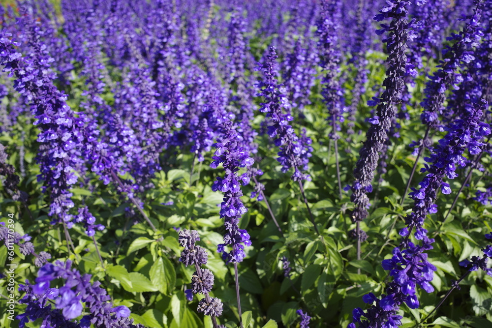 Fototapeta premium lavender flowers in the garden
