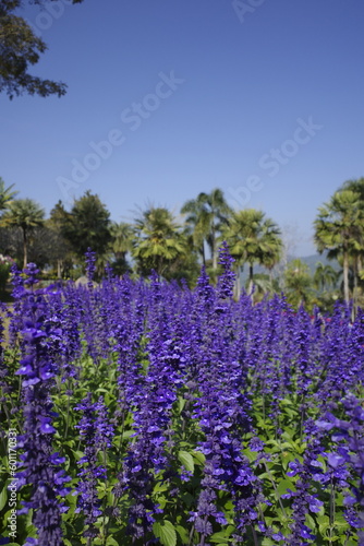 lavender field in region
