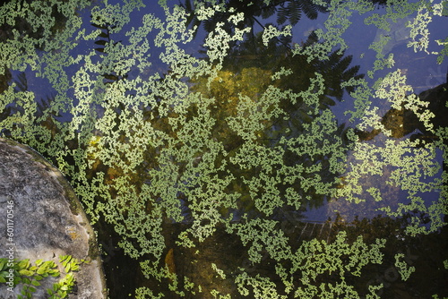 lichen on the rock