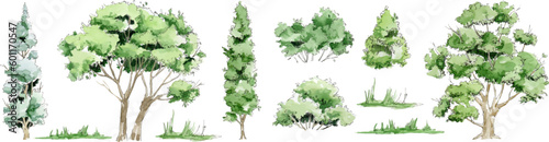 Vector watercolor trees isolated on white background, green trees and bushes, vector set of deciduous trees, Forest trees set EPS, botanical elements